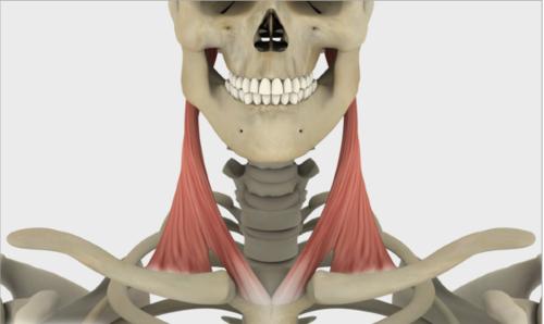 La cooperazione tra odontoiatra e osteopata: fondamenti neurofisiologici