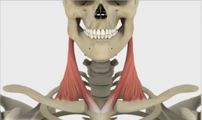 La cooperazione tra odontoiatra e osteopata: fondamenti neurofisiologici